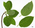 SpeciesSub: subsp. occidentalis